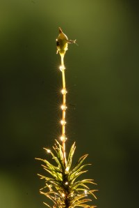 Polytrichum sp  8 07 09b